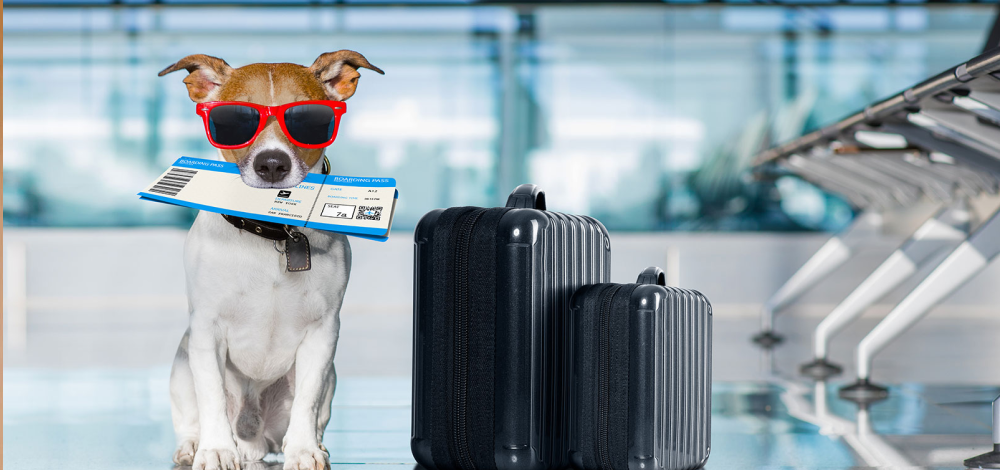 Топ-10 pet-friendly отелей мира, где вашим питомцам будут рады